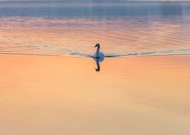 Swan Swimming In Lake In M