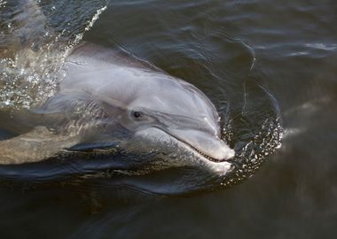 Beggar The Wild Florida Do