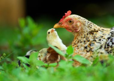 Closeup Of A Mother Chicke