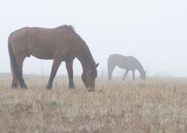 Horses In Fog