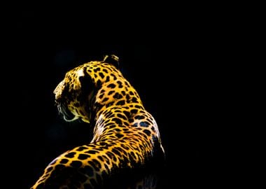 Leopard From The Dark