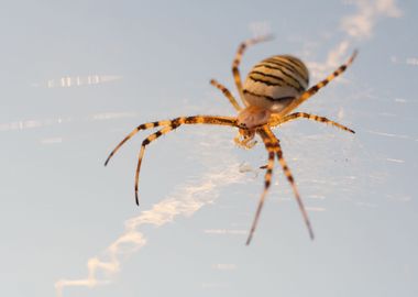 Spider On Web