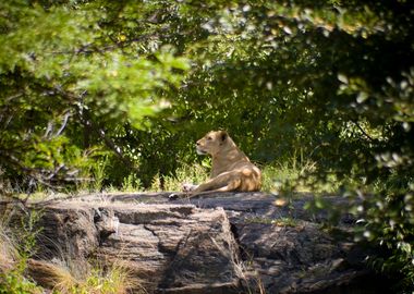 Female Lion