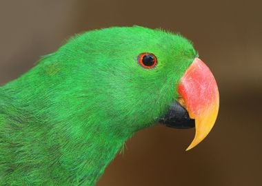 Parrot