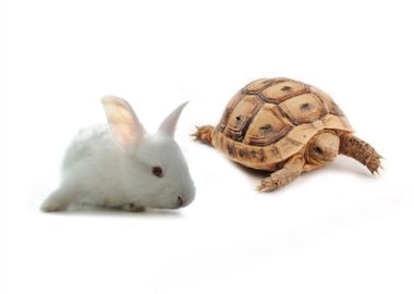 Bunny And Turtle Competiti