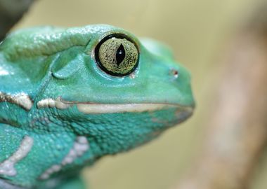 Waxy Monkey Leaf Frog Phyl