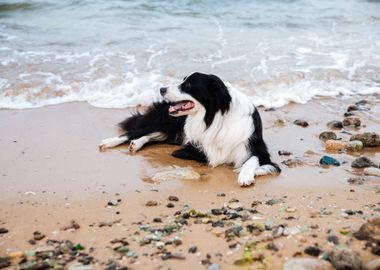 Dog Lying On The Beach