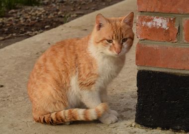 RedHaired Cat Domestic Pet