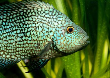 Tropical Fish In Aquarium