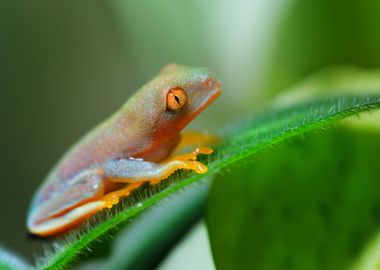 RedEye Tree Frog Agalychn