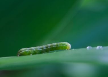 Caterpillar Sitting On Pla