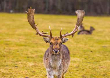 FallowDeer In Outdoor