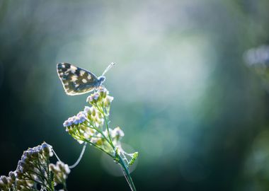 Butterfly Sitting On Plant