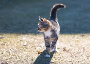 Young Cat Playing Outdoor