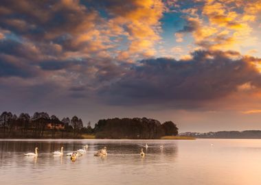 Lake Landscape With Swimmi