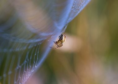 Spider Sitting On Web