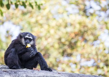 Gibbon Black Hand