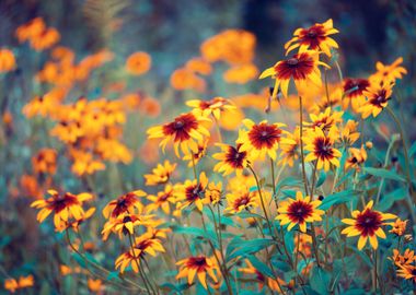 Flowers In A Garden In Sum