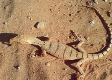 Monitor Lizard On Sand