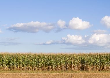 American Farmland With Blu