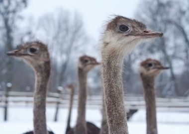 Ostriches Group