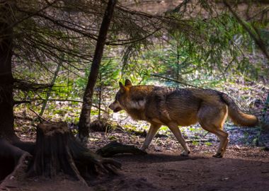 Gray Wolf In Forest