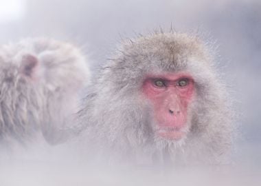 Jigokudani Snow Monkey Bat