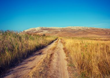 Dirt Road In Savannah