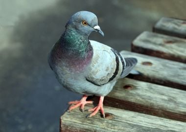 Common BlueGray Doves In T