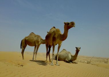 Camels In The Desert