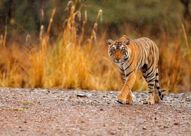 Indian Tiger Female With F