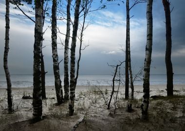 Baltic Sea Shore In Dramat