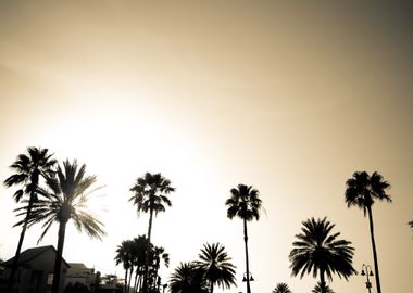 Sepia Palm Trees Silhouett