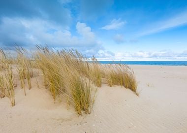 Sea Shore With Grass Beaut