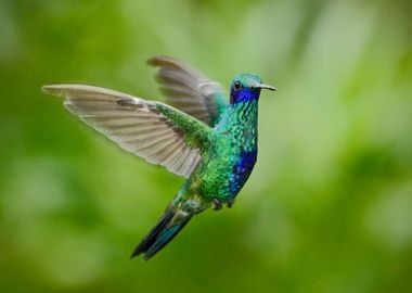 Green VioletEar Colibri Th