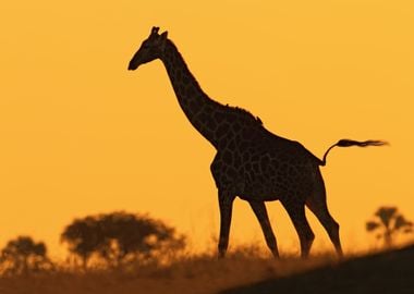 Idyllic Giraffe Silhouette