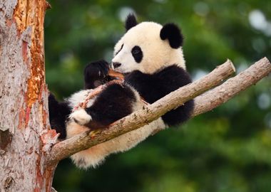 Funny Panda Bear Comical Y