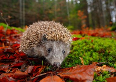 European Hedgehog Erinaceu