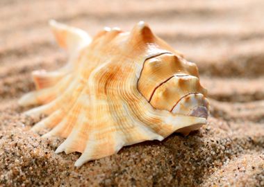 Sea Shell On The Sandy Bea