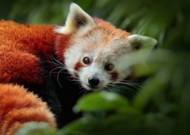 Beautiful Red Panda Lying 