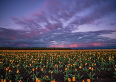 Cotton candy tulip sunset