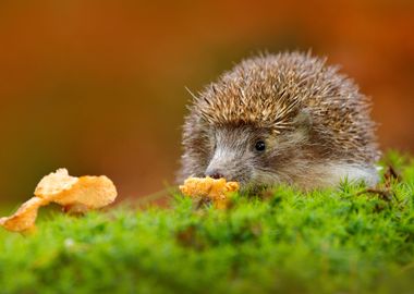 Cute European Hedgehog Eri