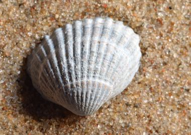 Sea Snail Shell On The San