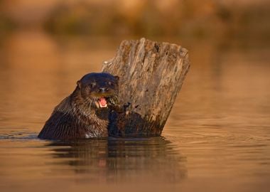 Giant Otter Pteronura Bras