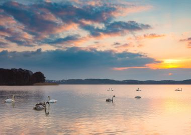 Lake Landscape With Swimmi