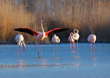 Flock Of  Greater Flamingo