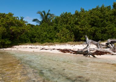 Driftwood At The Beach