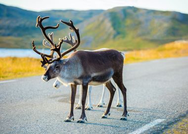 Deer Walking Along The Roa