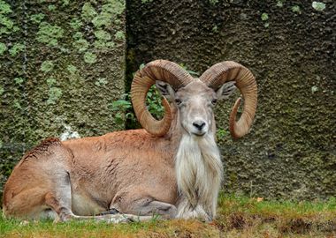 Wild Sheep Urial Ovis Orie