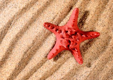 Sea Star On The Sandy Beac